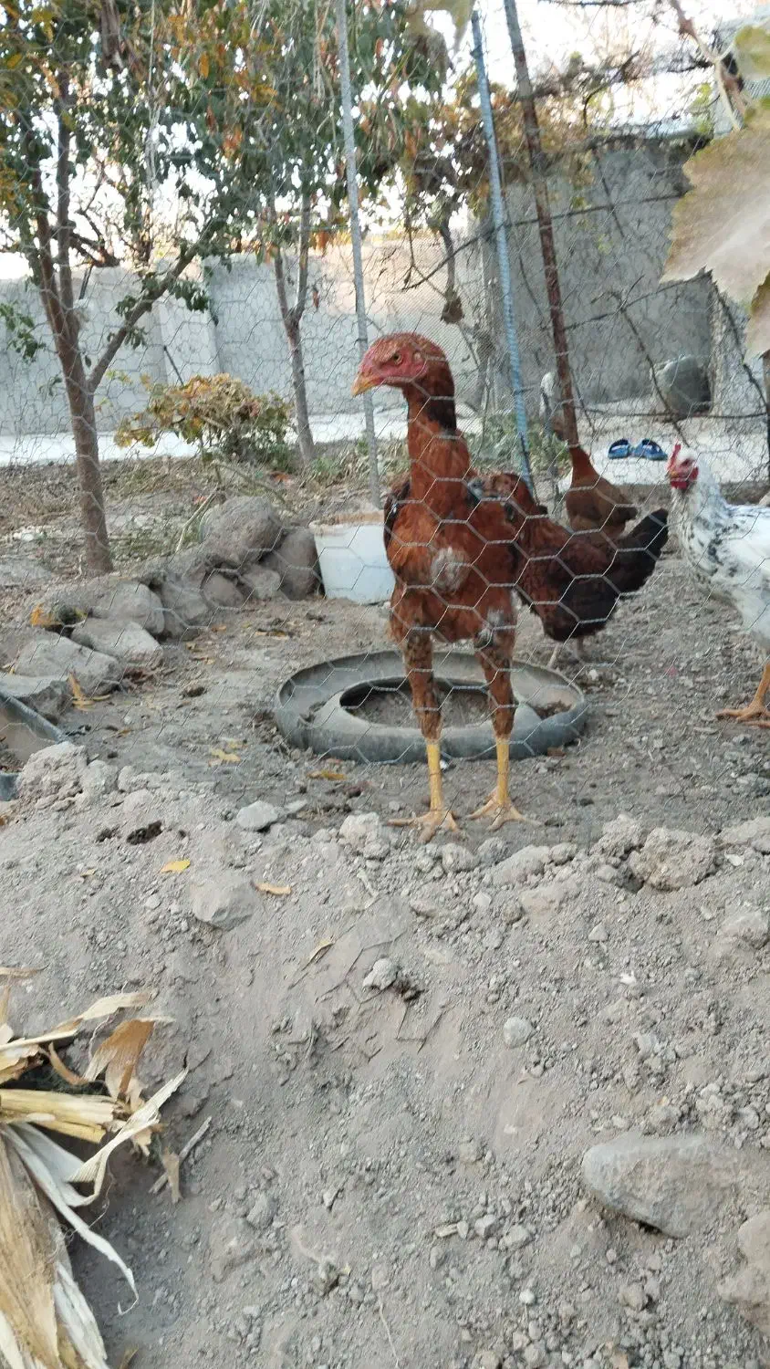 لاری|حیوانات مزرعه|مشگین شهر, |دیوار