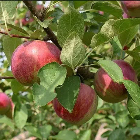 سیب سرخ پاییزی|خوردنی و آشامیدنی|شیراز, چوگیاه‎|دیوار