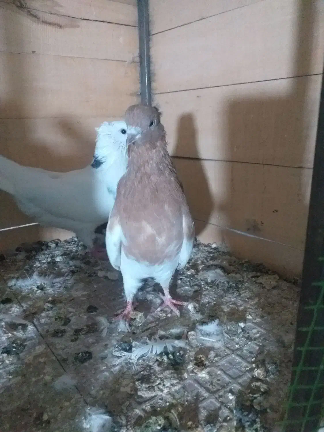 کبوتر|پرنده|ایلام, |دیوار