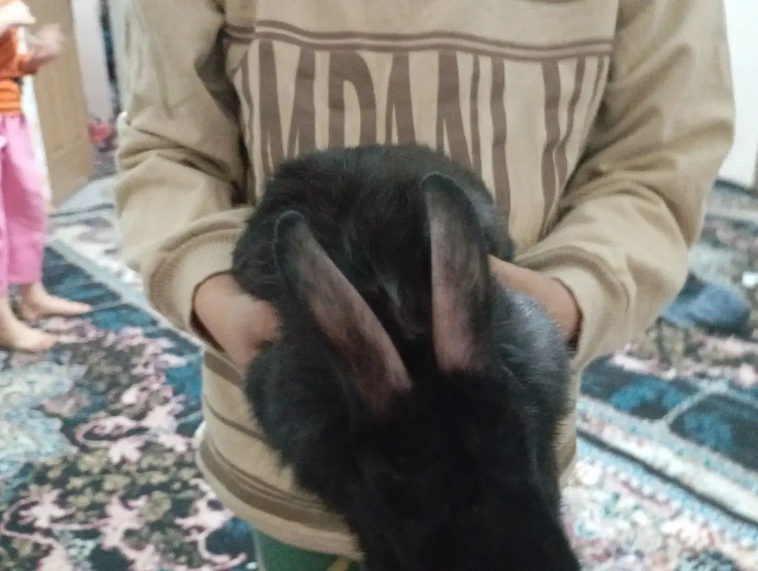 خرگوش|موش و خرگوش|پاکدشت, پاکدشت (مامازند)|دیوار