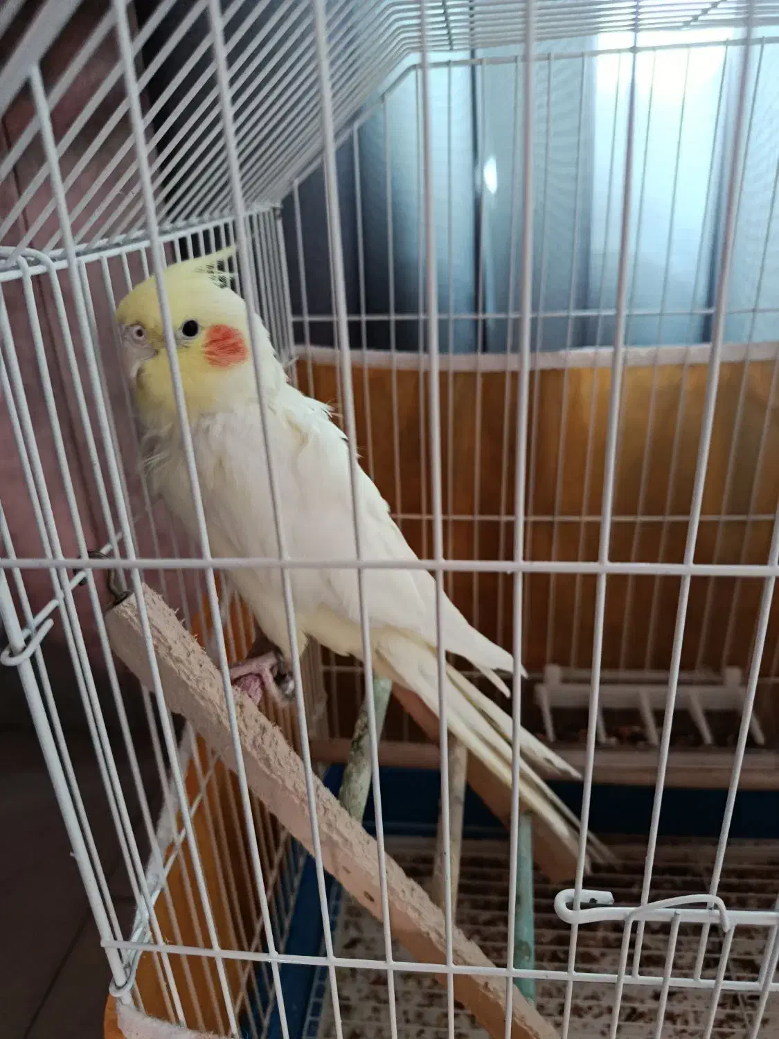 عروس هلندی|پرنده|فولادشهر, C1|دیوار