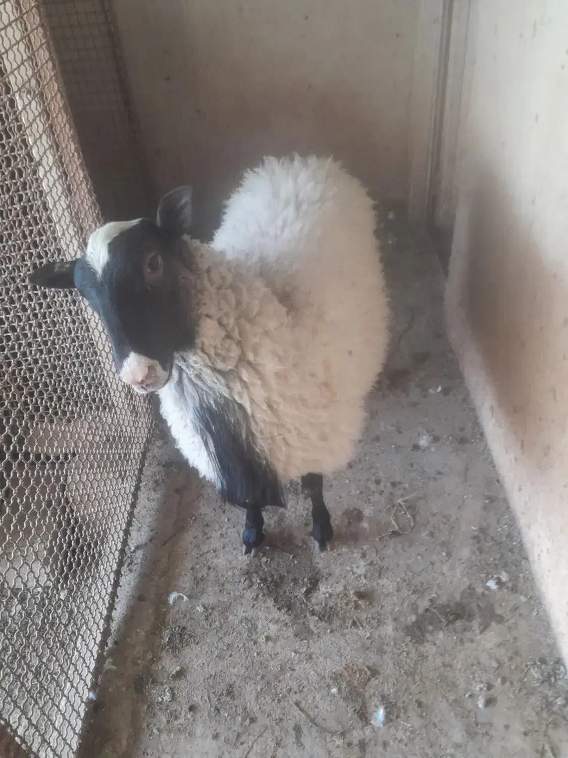 قوچ رومانف|حیوانات مزرعه|خضر آباد, |دیوار