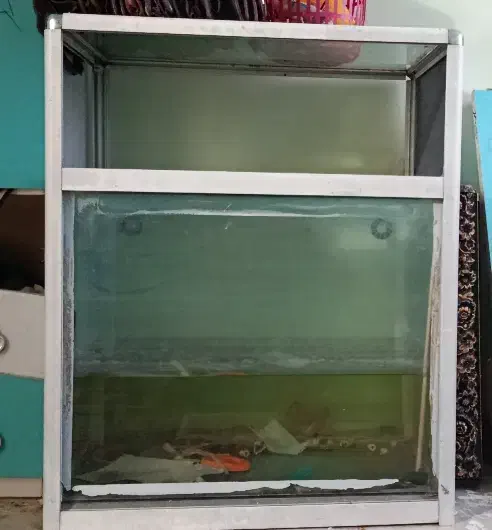 آکواریوم|ماهی|قزوین, |دیوار