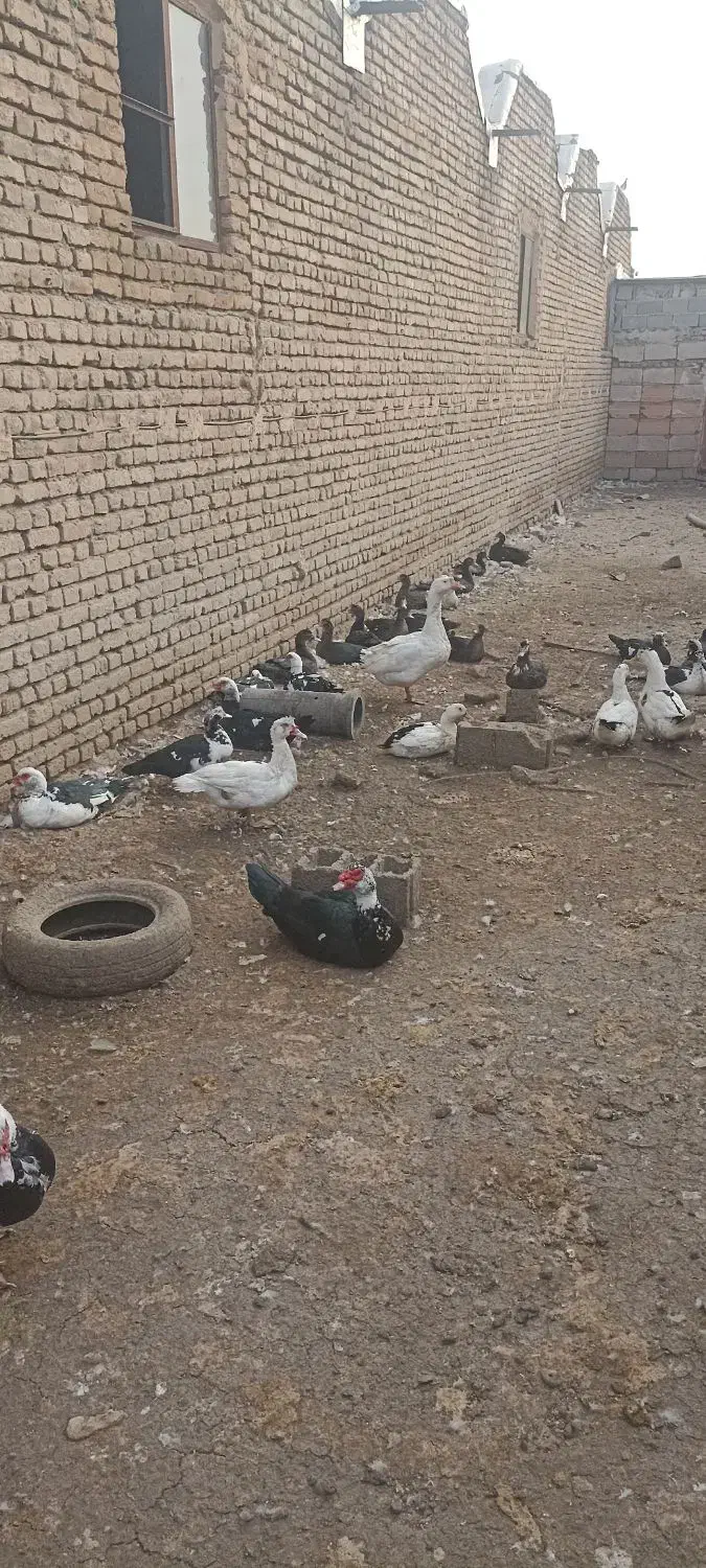 غاز و اردک روسی|حیوانات مزرعه|خوی, |دیوار