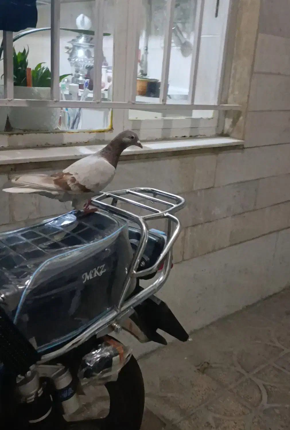 کبوتر پلاکی گمشده|حیوانات|دورود, |دیوار