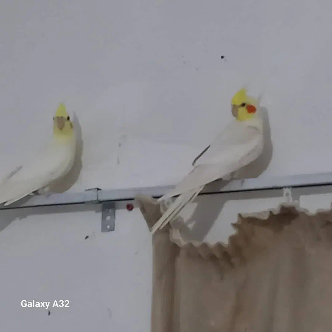 فروش ویژه عروسهلندی|پرنده|مشهد, چهارچشمه|دیوار