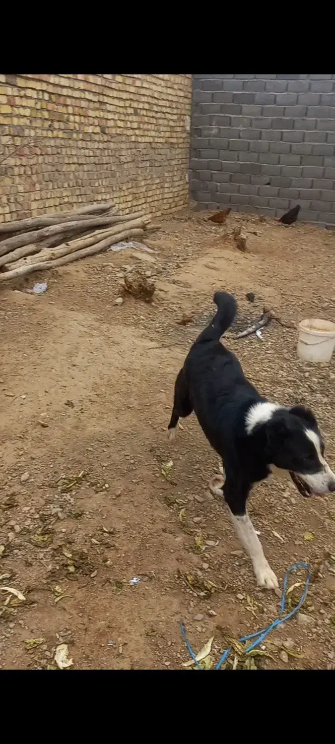 گمشده|سگ|ساوه, |دیوار