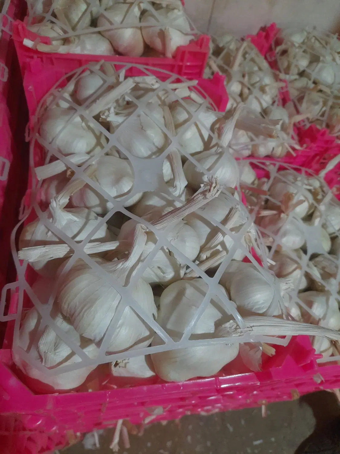 سیر تند همدان|خوردنی و آشامیدنی|شیراز, تحویلی|دیوار
