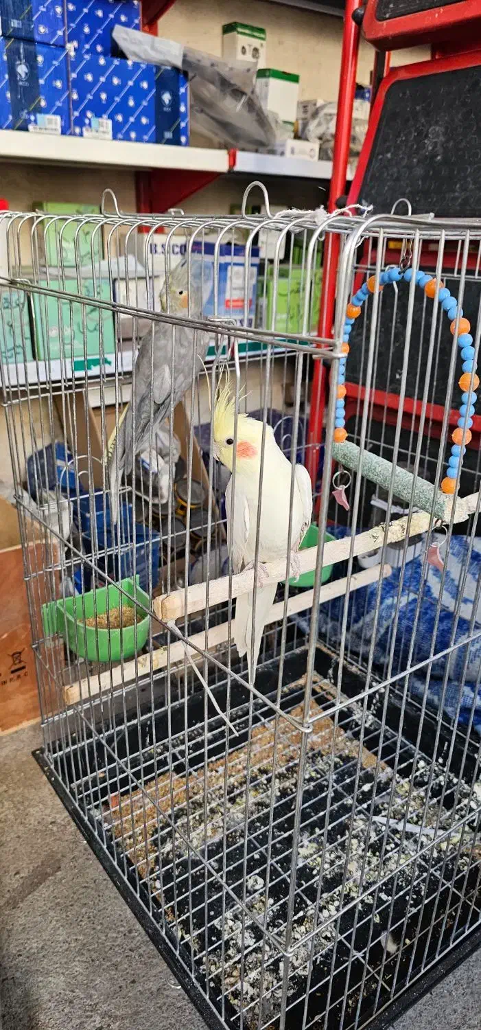 عروس هلندی|پرنده|اهر, |دیوار