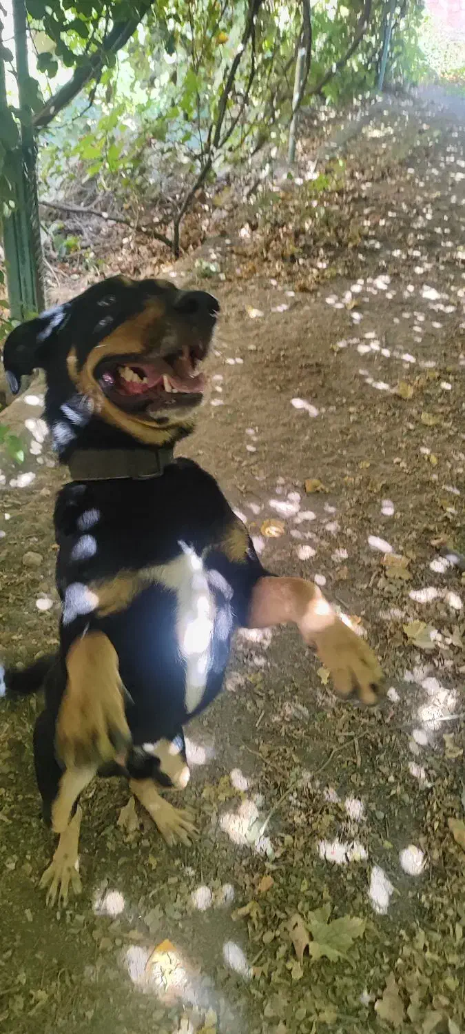 سگ دوبرمن مکس|سگ|تهران, مروارید شهر|دیوار