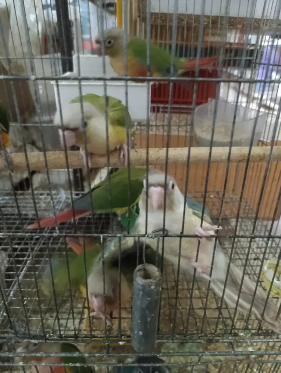 گرینچیک|پرنده|یزد, |دیوار