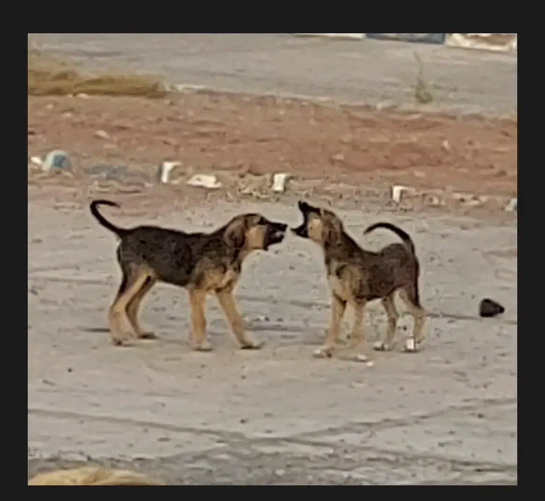 دو قلاده توله سگ نژاد میکس|سگ|رشت, گیل|دیوار