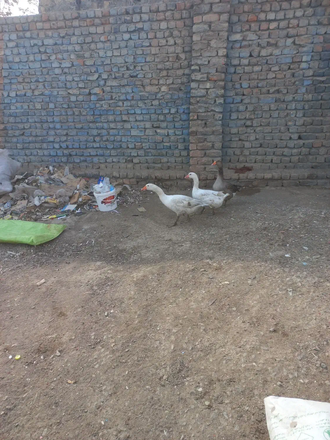 تعویض با مرغ هم می‌کنم|حیوانات مزرعه|کهک, |دیوار