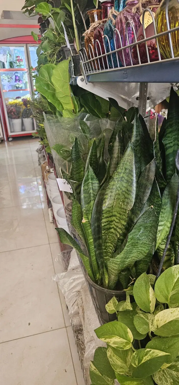 گل شهرضا|گل و گیاه طبیعی|شهرضا, |دیوار