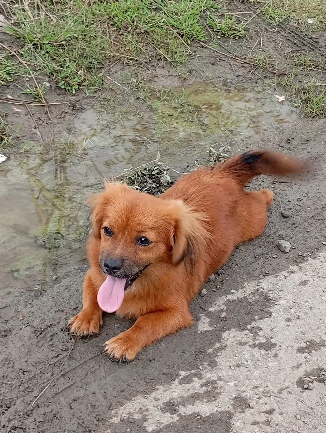 فروش حیوان خانگی|سگ|شاندرمن, |دیوار