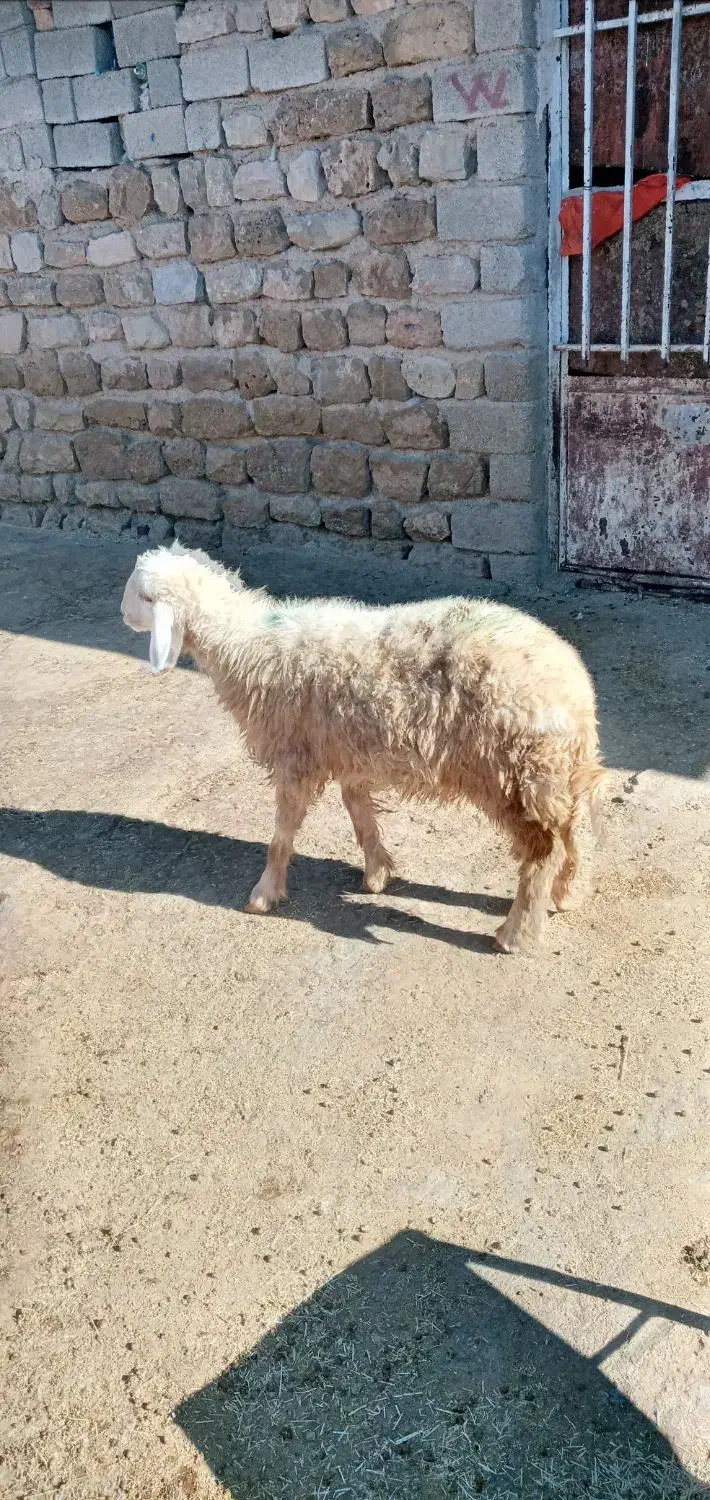 بره ماده|حیوانات مزرعه|ایوان, |دیوار