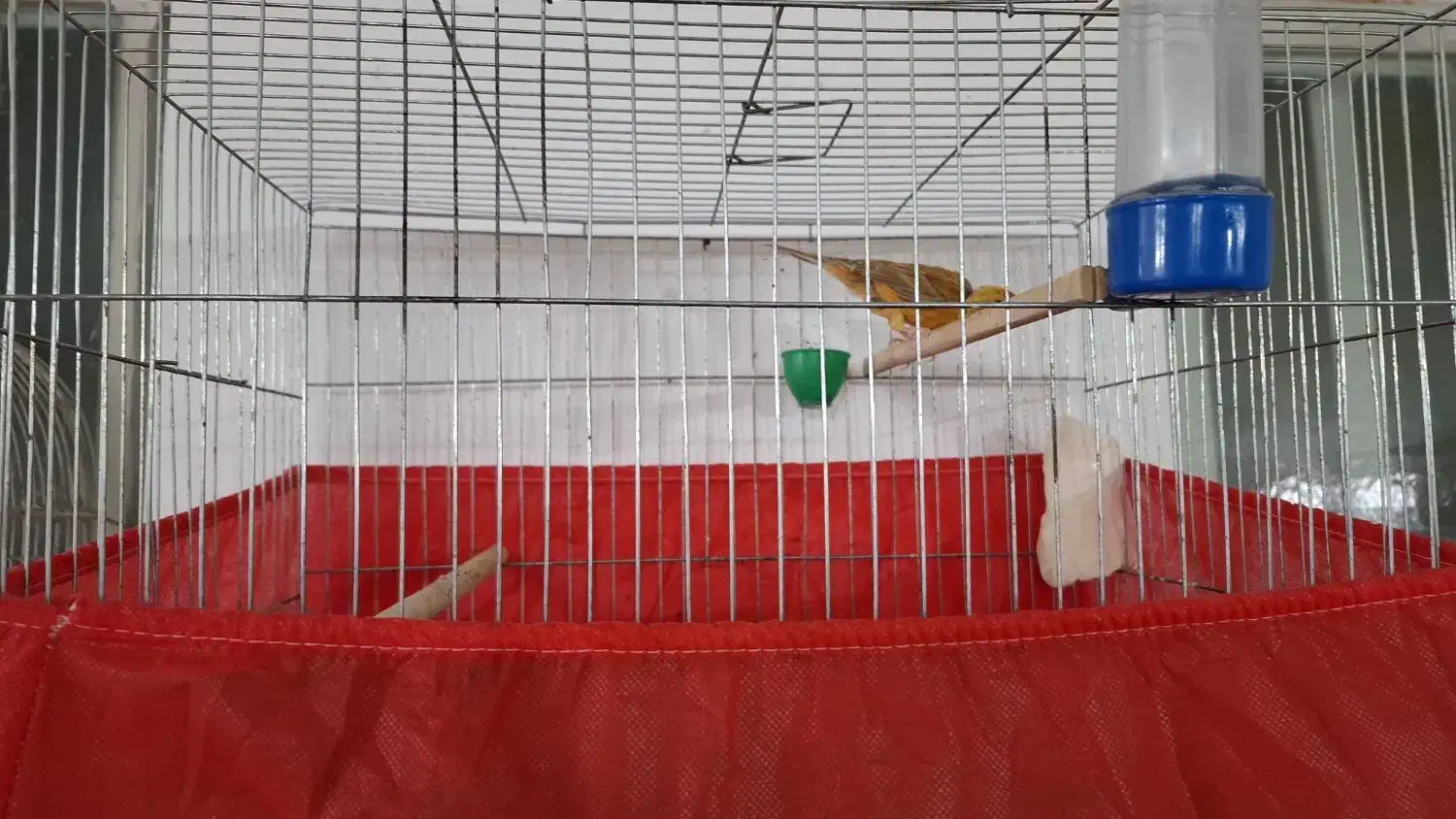 قناری نر و ماده|پرنده|یزد, |دیوار