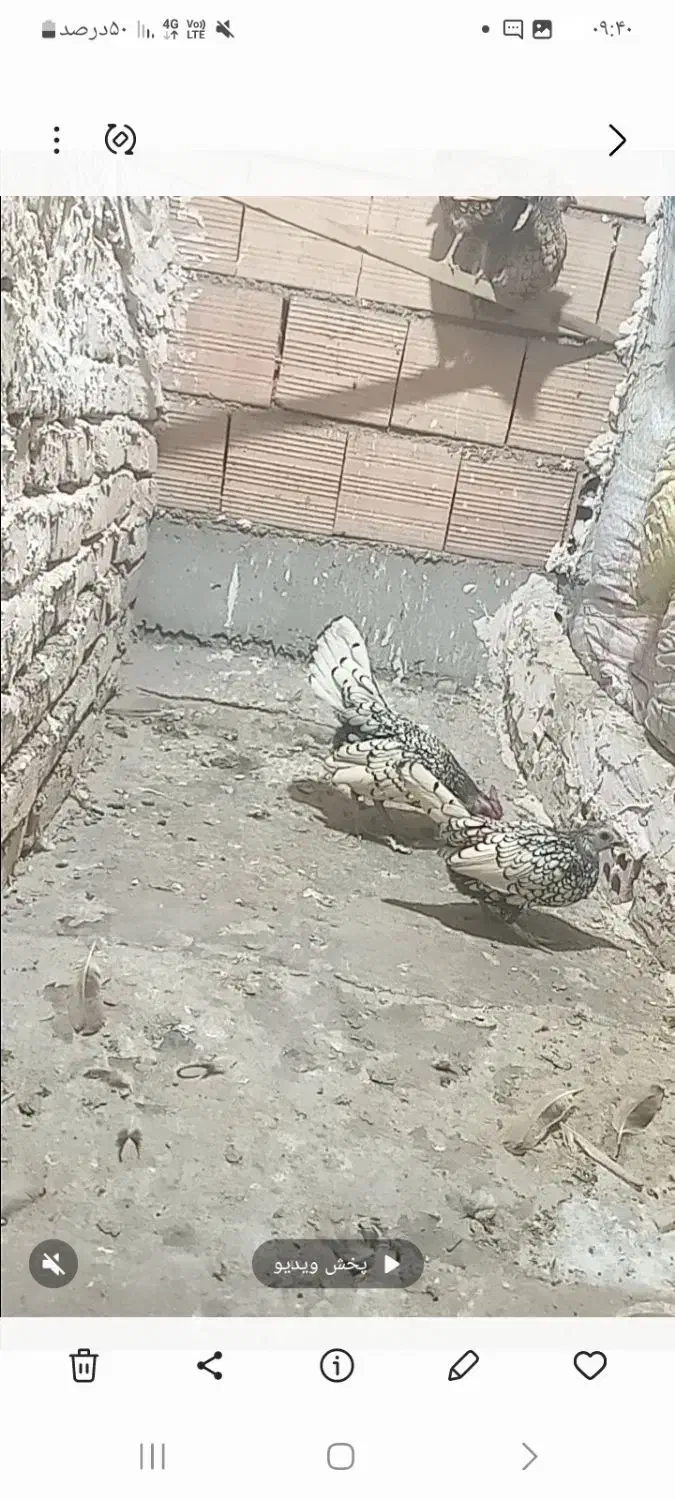 مرغ وخروس|حیوانات مزرعه|بهارستان, |دیوار