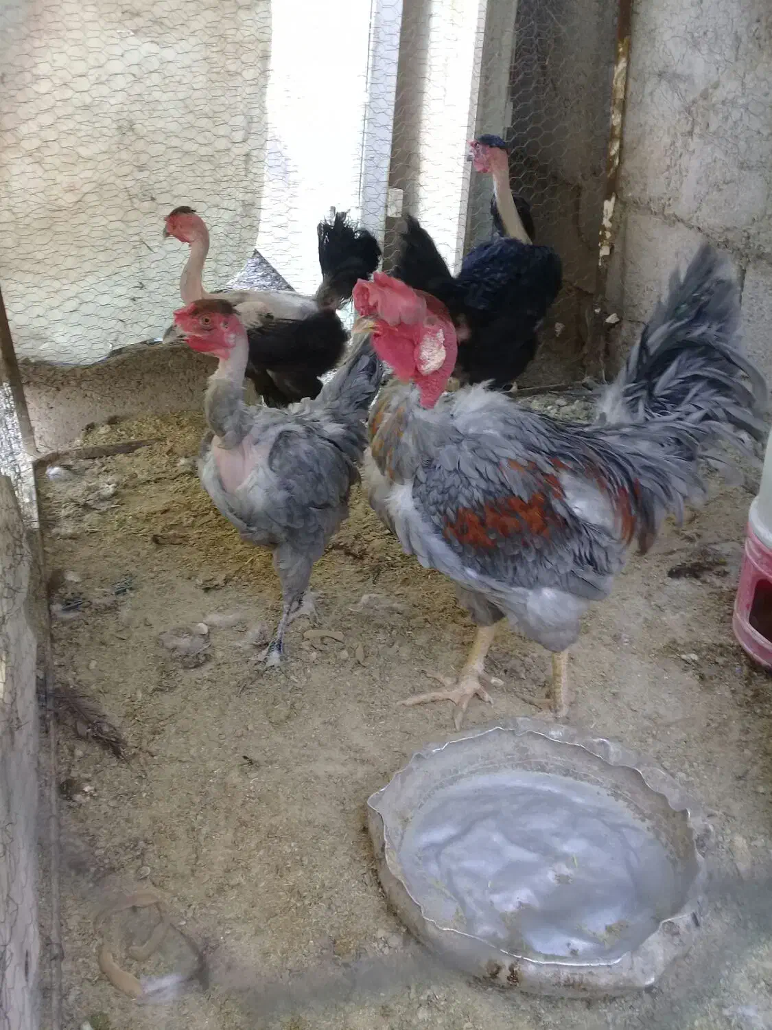 سلام ۴ عدد مرغ وخروس گردن لخت جوان|حیوانات مزرعه|راور, |دیوار