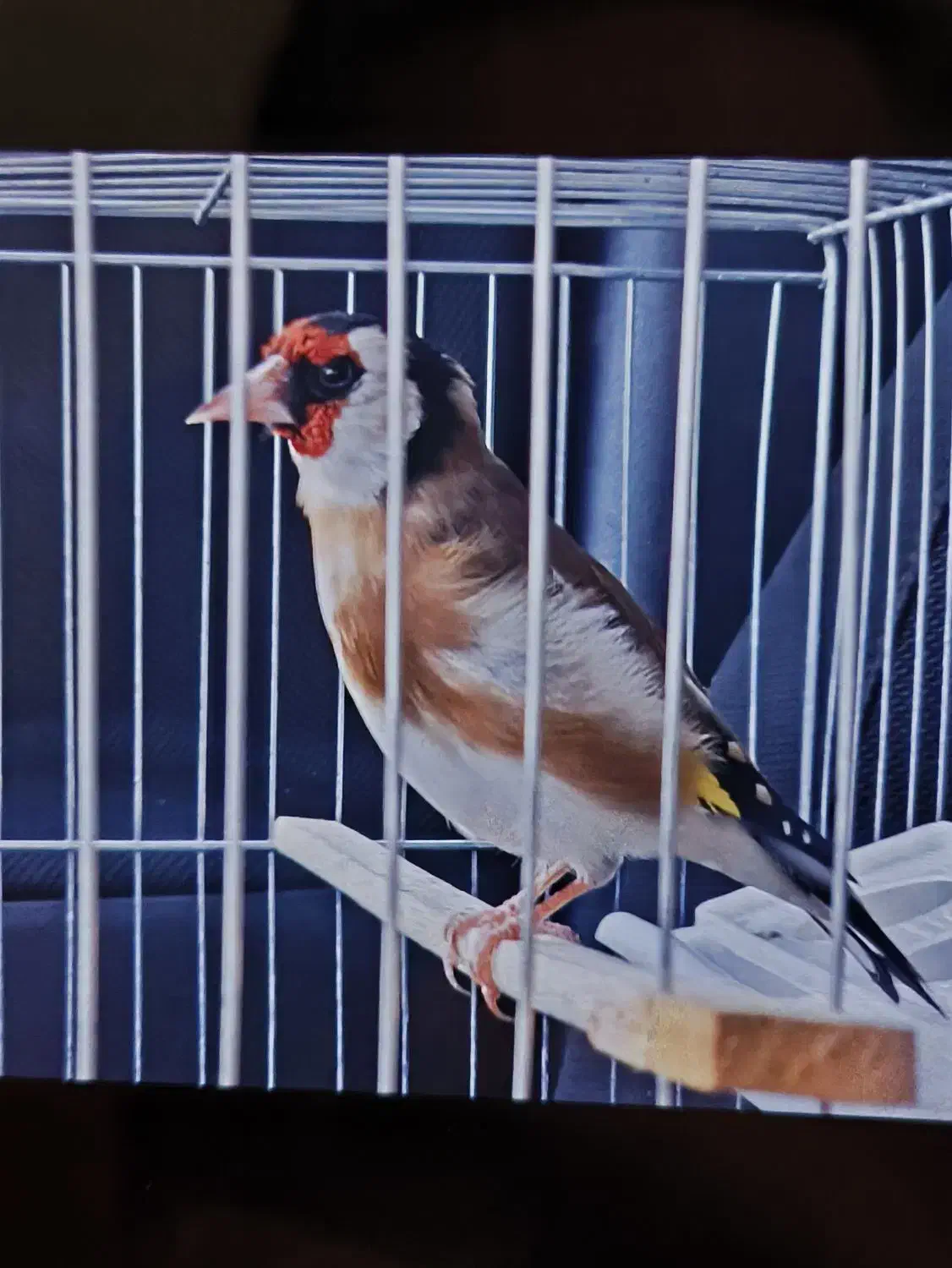 سهره نر|پرنده|ماهدشت, |دیوار