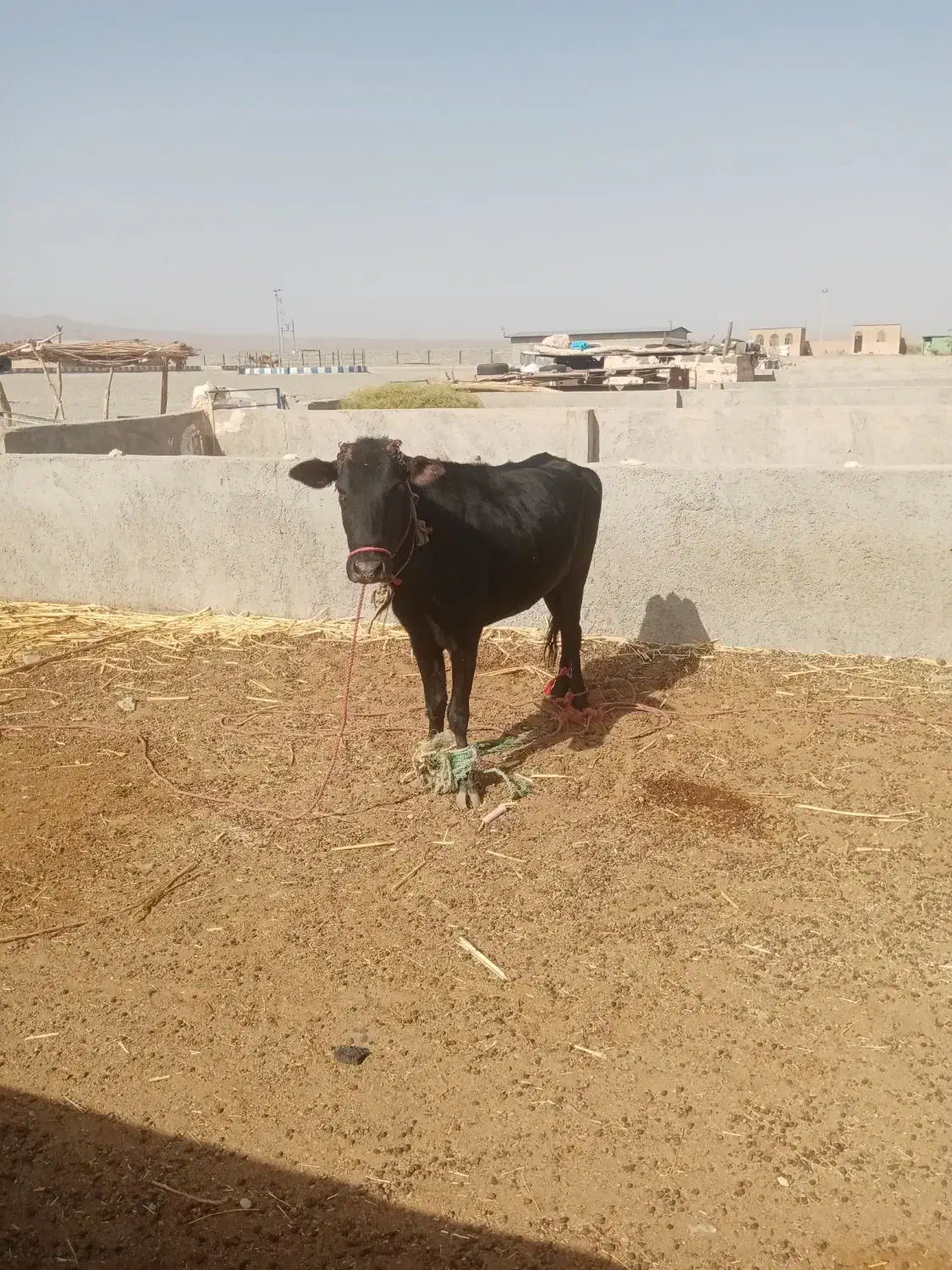 گوساله ماده یک سال و نیم نهبندان|حیوانات مزرعه|بیرجند, |دیوار