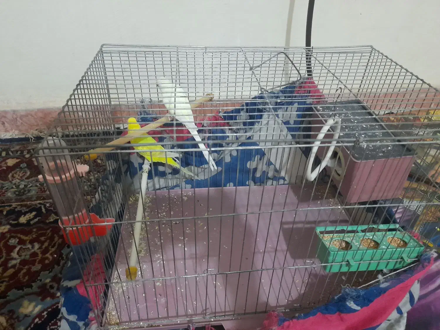 معاوض باجوجه قناری نر|پرنده|مشکیندشت, |دیوار