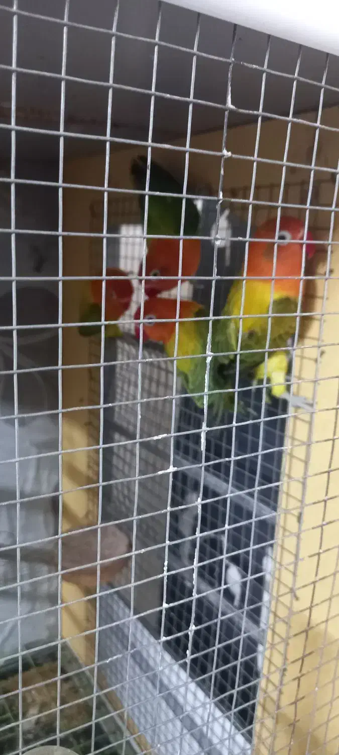 طوطی برزیلی|پرنده|سمنان, |دیوار