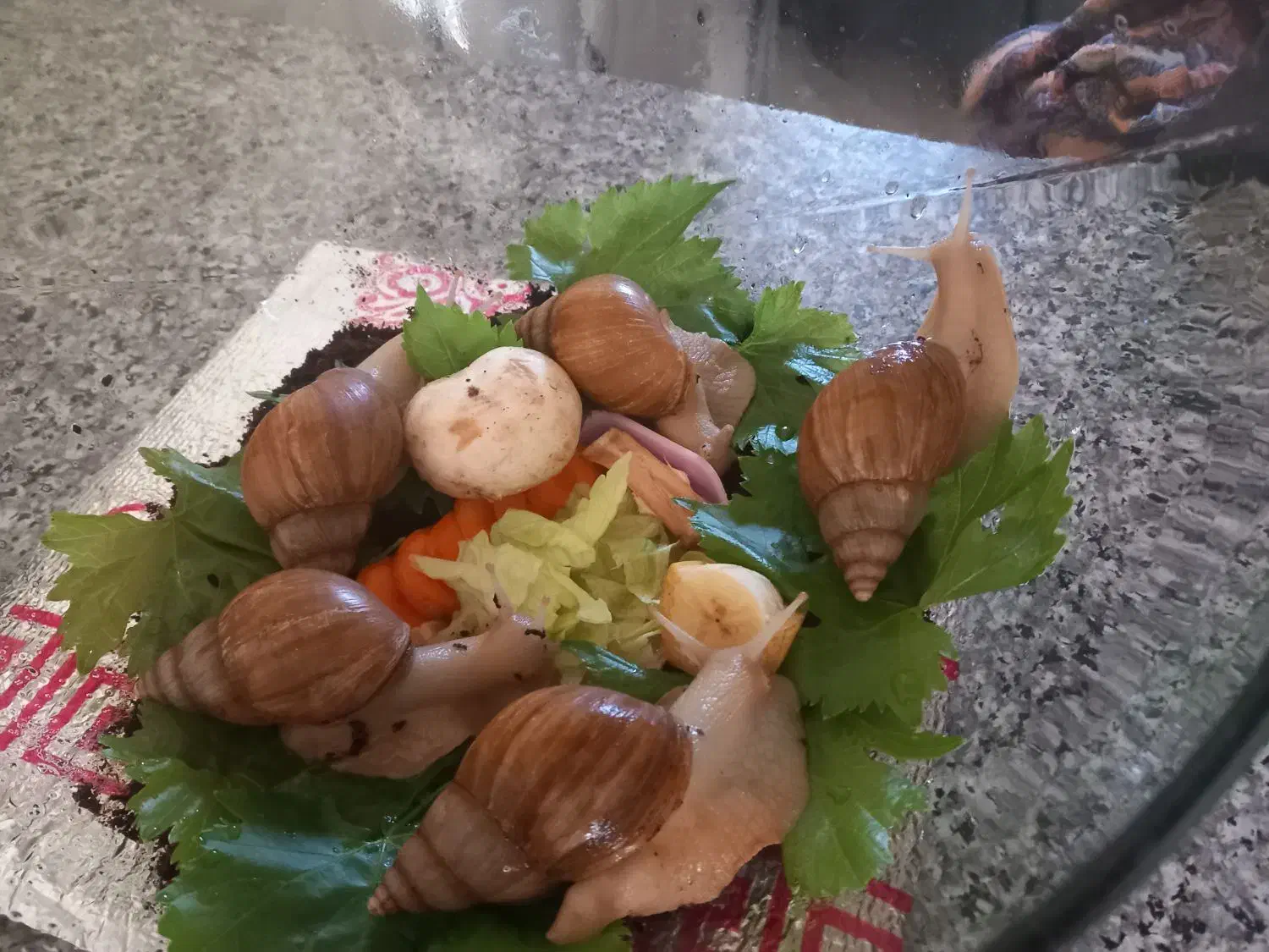 حلزون آلبینو|خزنده|کرمانشاه, |دیوار