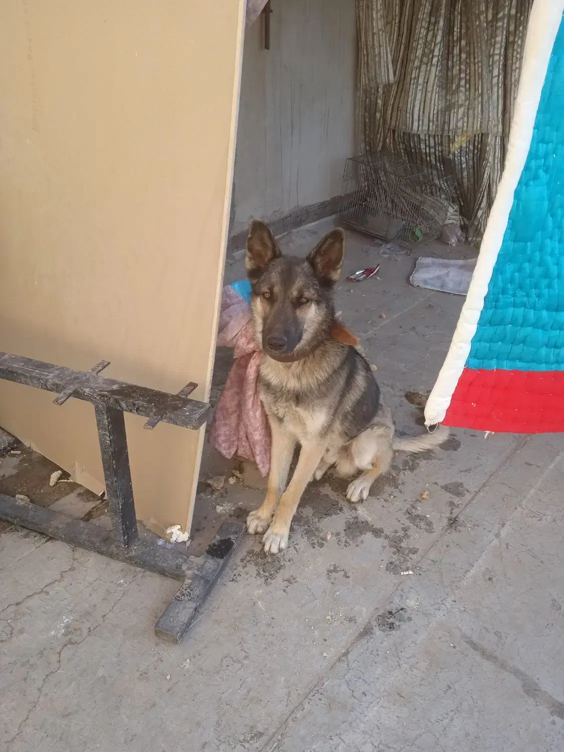 سگ گرگی|سگ|قم, علی آباد سعدگان|دیوار