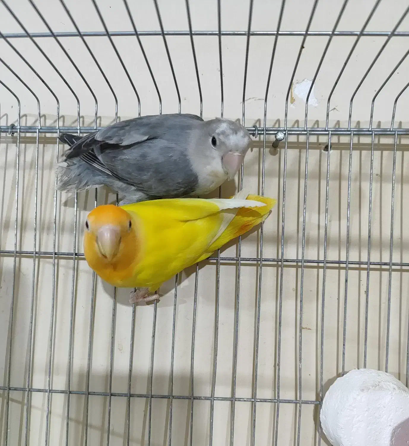 کوتوله تراکویسه|پرنده|بندرعباس, |دیوار