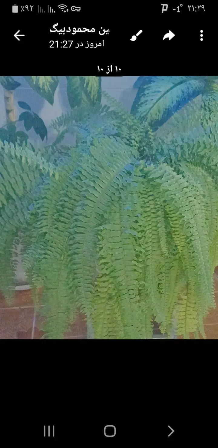 گل سرخس|گل و گیاه طبیعی|زرین دشت (همدان), |دیوار