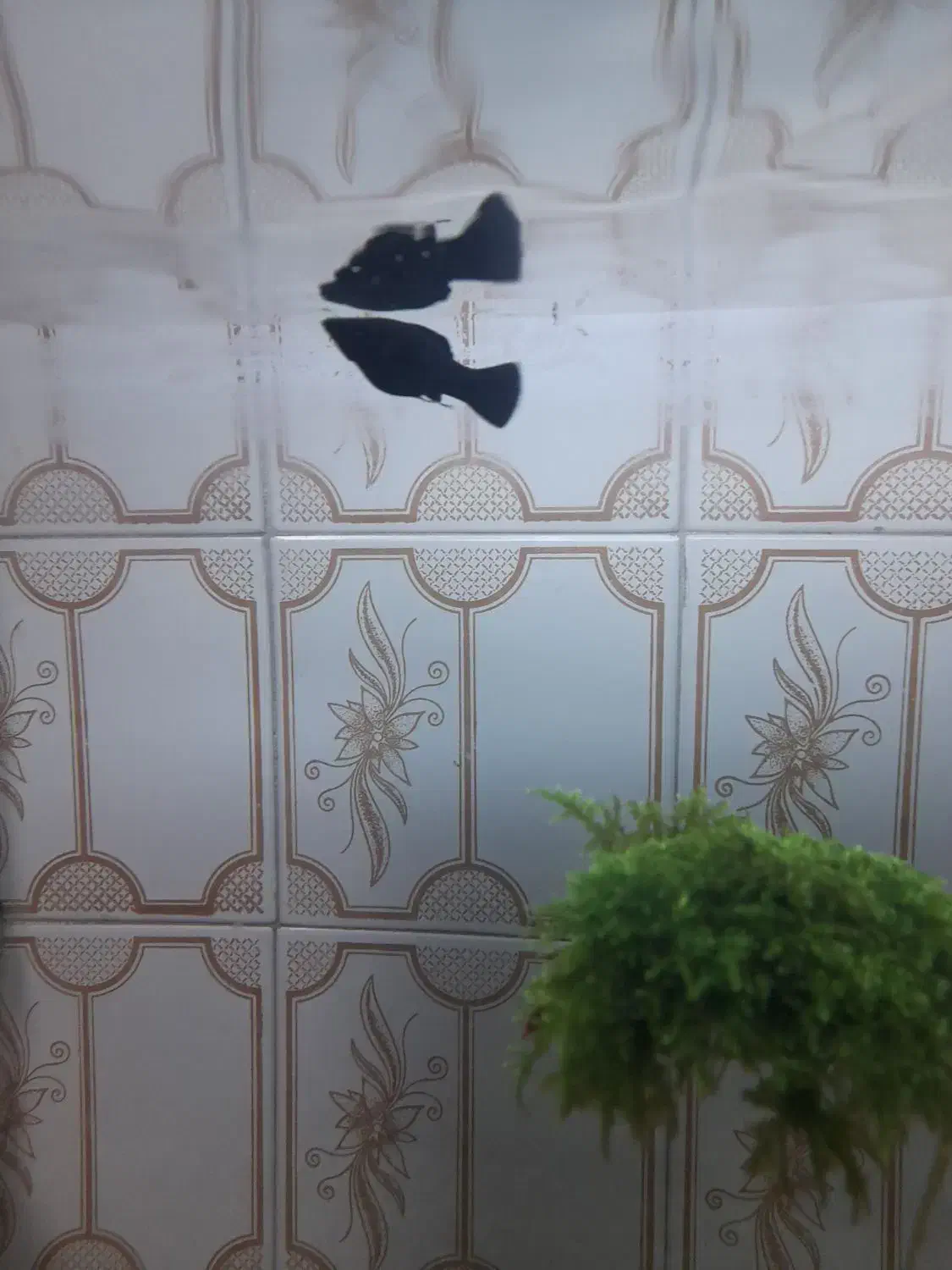 یک عدد مولی بلک|ماهی|شاهرود, |دیوار