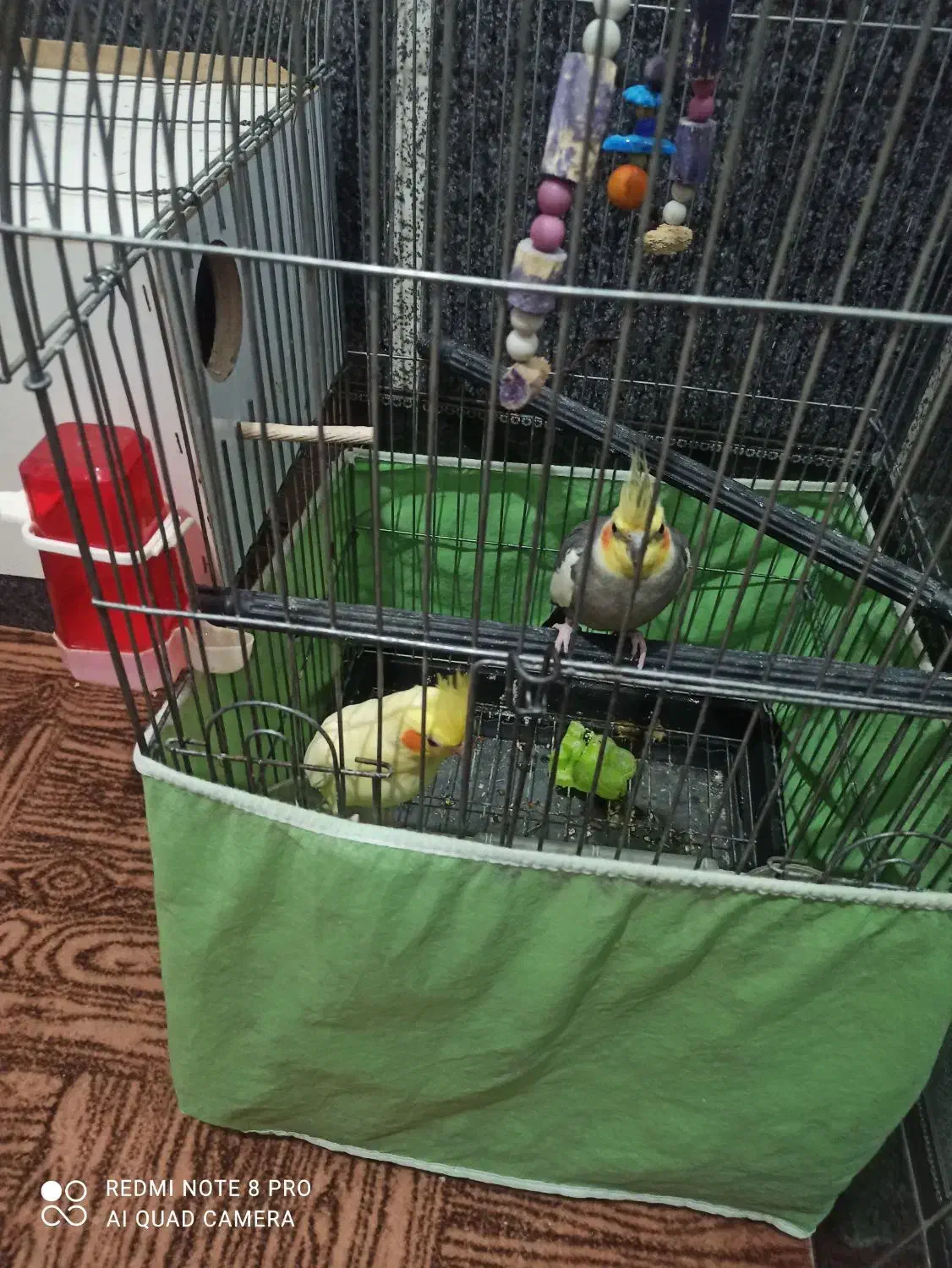 یک جفت عروس هلندی نرو ماده دوساله|پرنده|قم, قلعه کامکار|دیوار