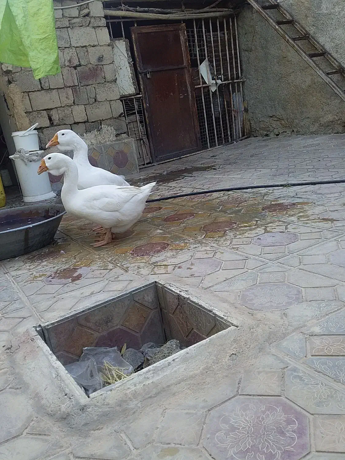 ۲عددقاز|حیوانات مزرعه|مریوان, |دیوار