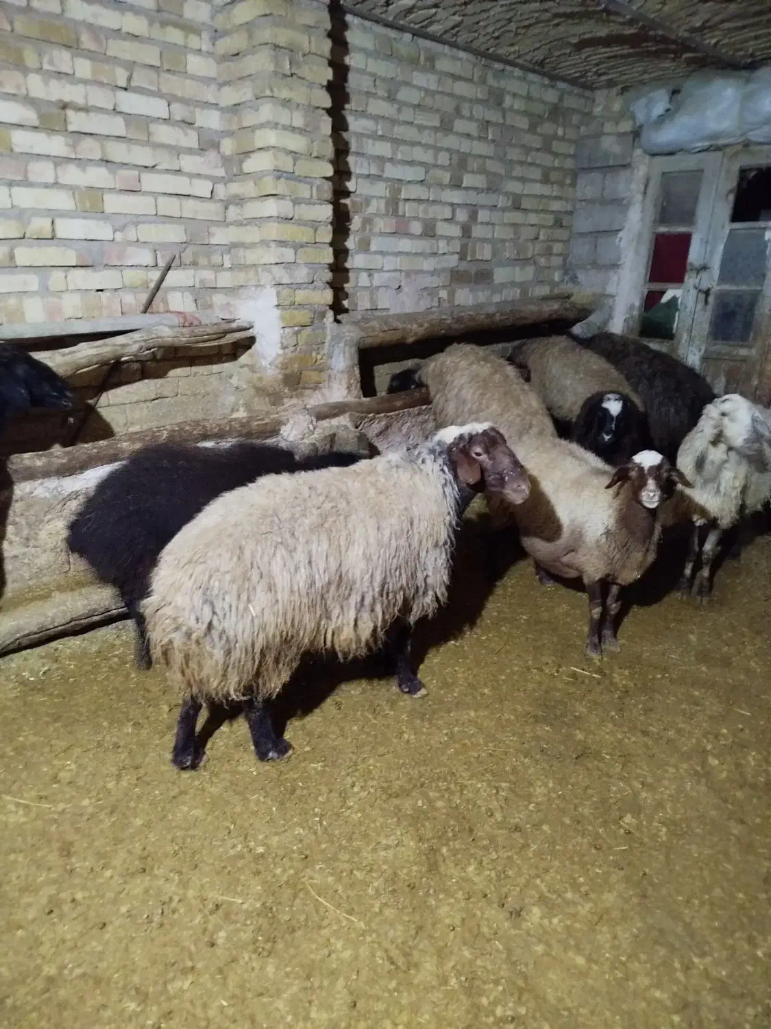 گوسفند و قوچ|حیوانات مزرعه|قیدار, |دیوار