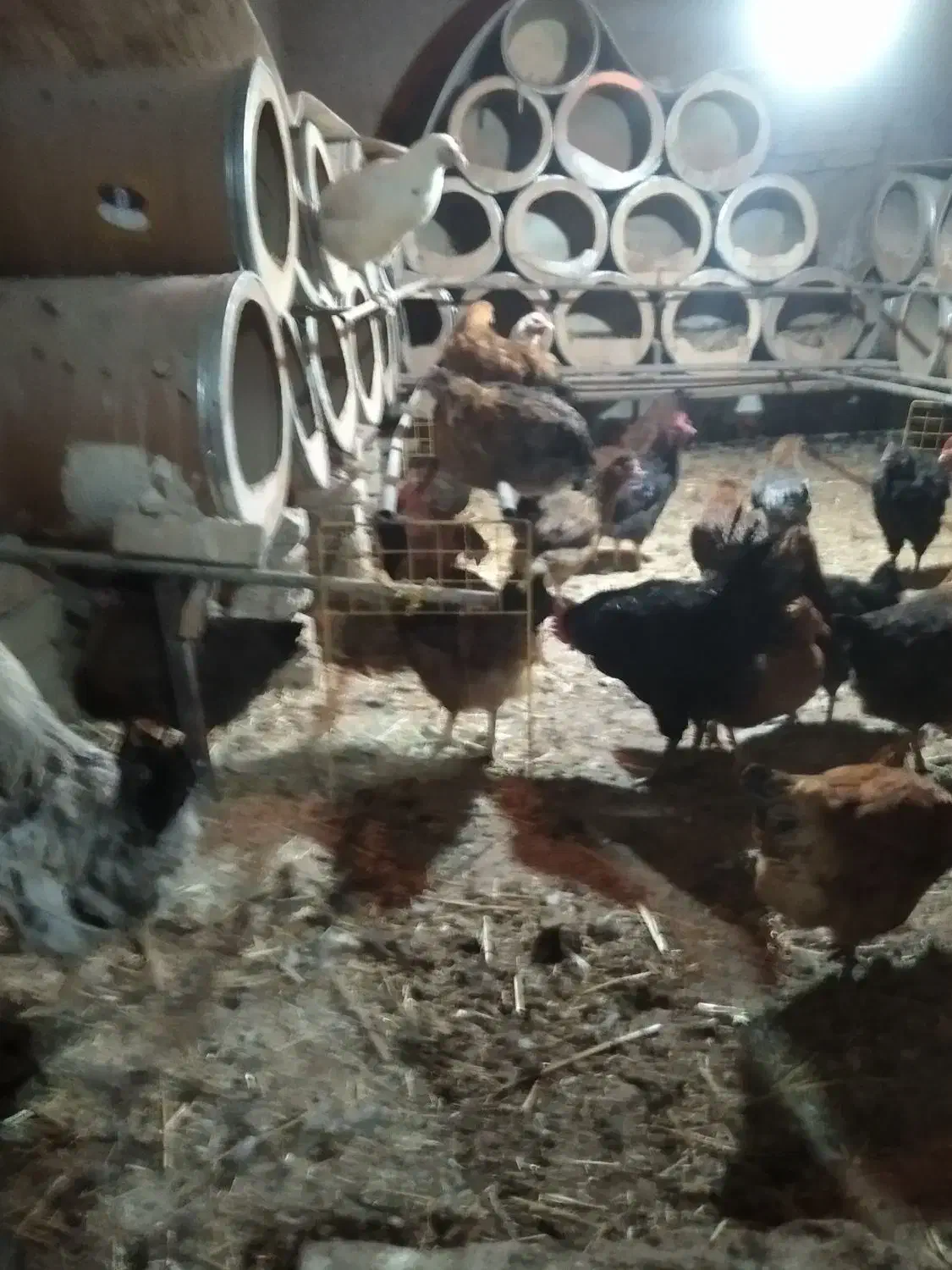 مرغ تخمگذار محلی|حیوانات مزرعه|الوند, |دیوار