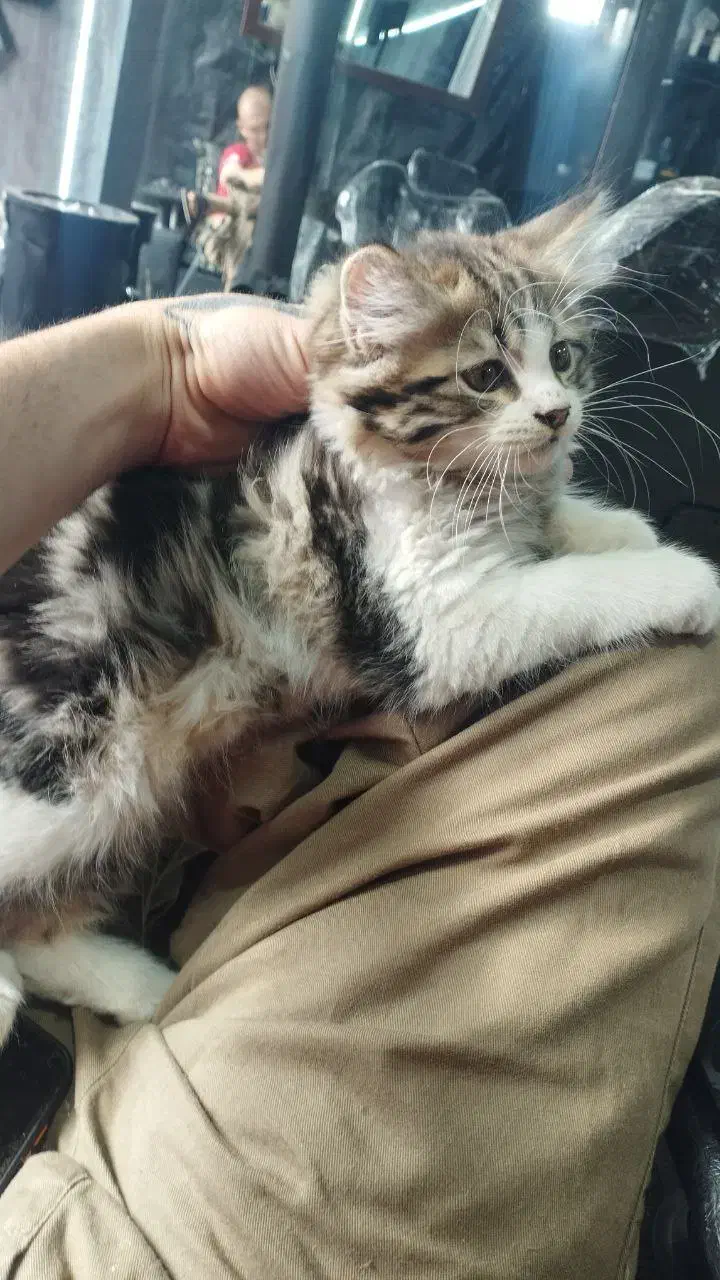 پرشین دوعدد واگذاری رایگان مکاننمین|گربه|اردبیل, |دیوار