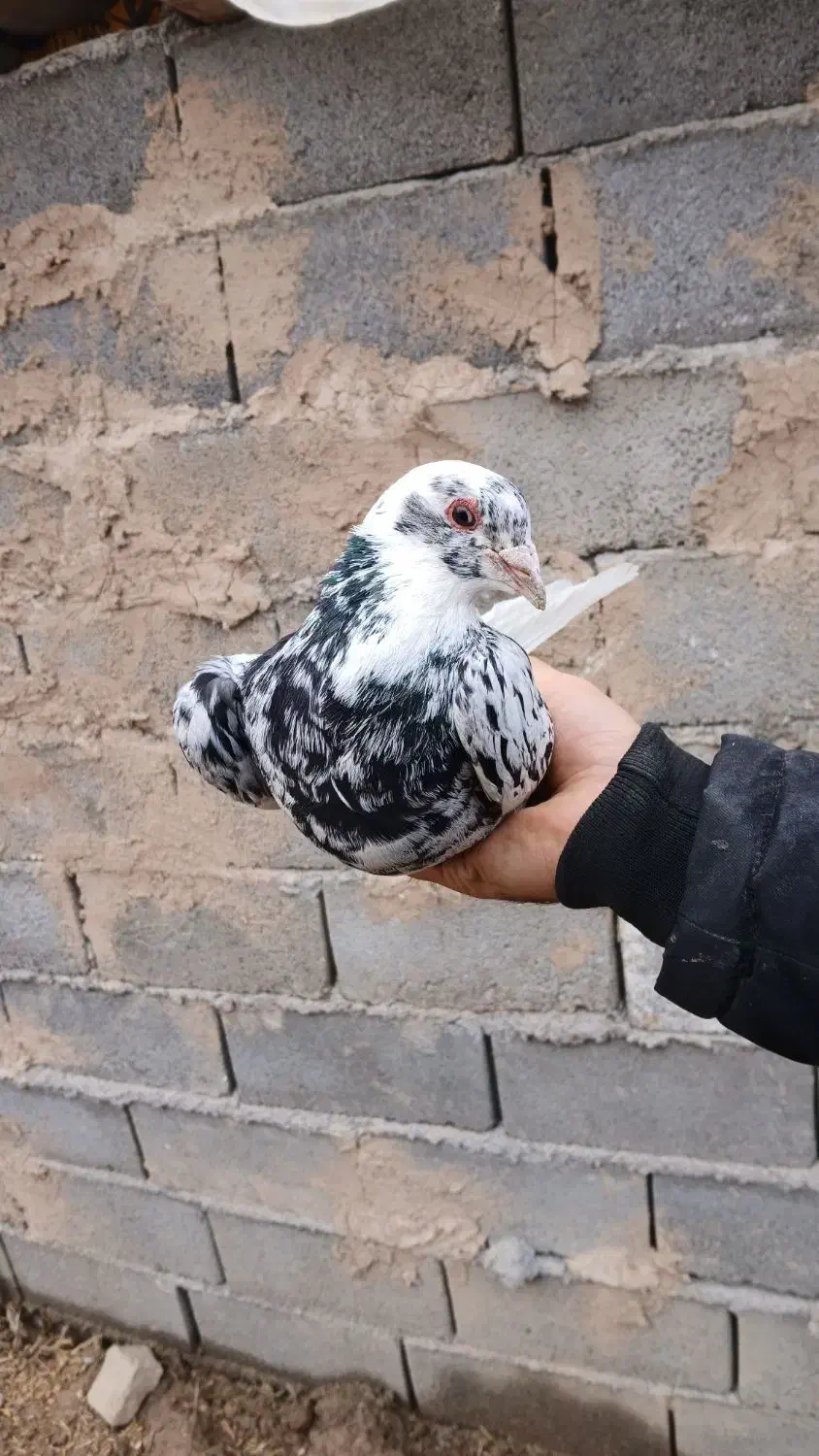 کبوتر|حیوانات|بجنورد, |دیوار