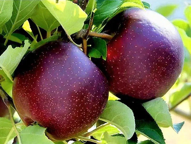 نهالستان گردو و ارقام متنوع میوه های پربار پالیز|خدمات باغبانی و درختکاری|اسالم, |دیوار