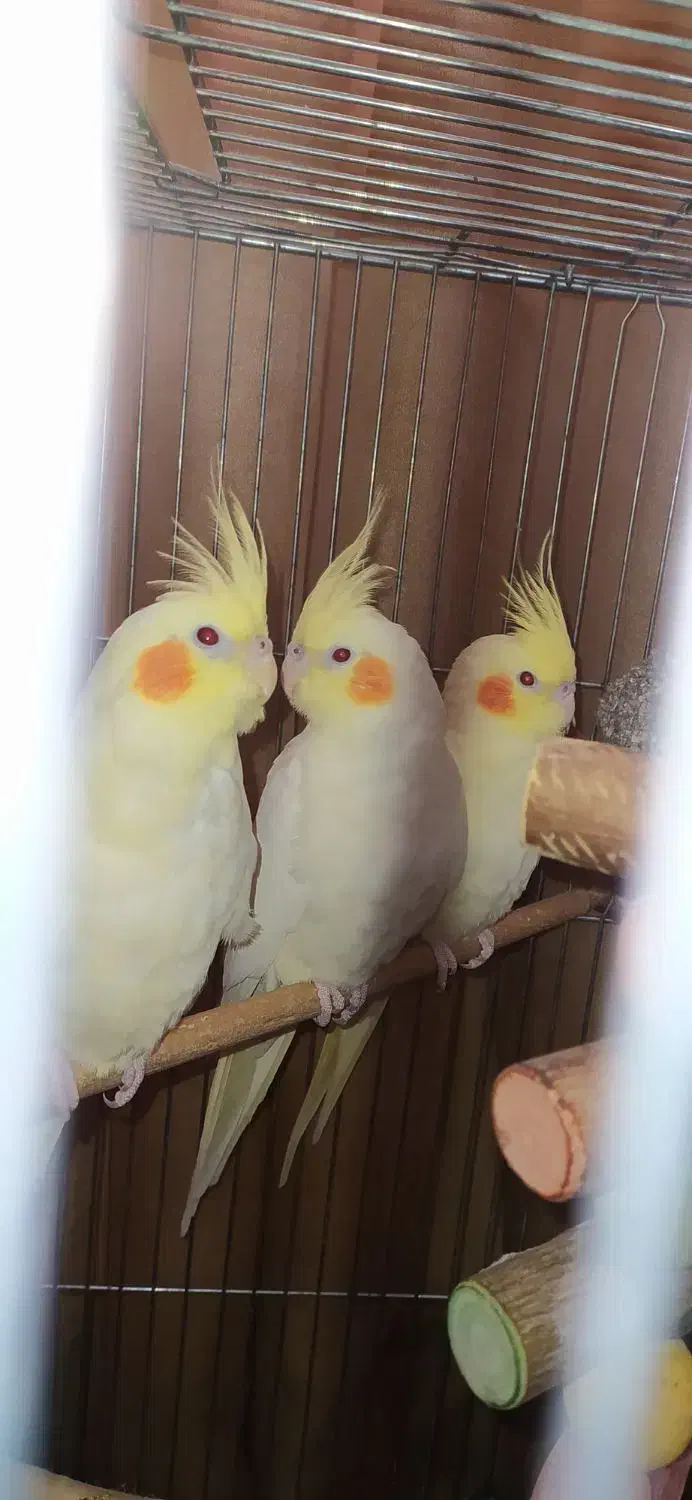 طوطی عروس هلندی لوتینو خوشگل|پرنده|قزوین, |دیوار