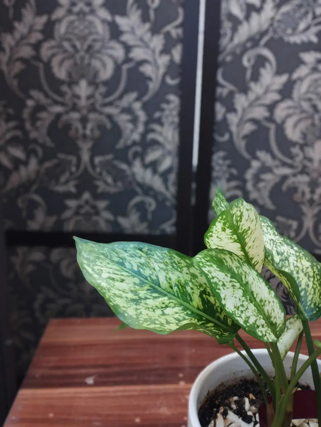 گل زیبای آپارتمانی|گل و گیاه طبیعی|اندیشه, اندیشه فاز ۱|دیوار