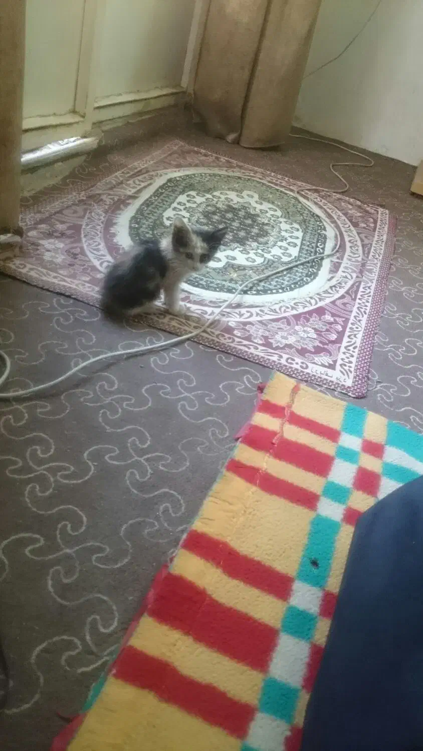 واگذاری گربه|گربه|قم, بنیاد|دیوار