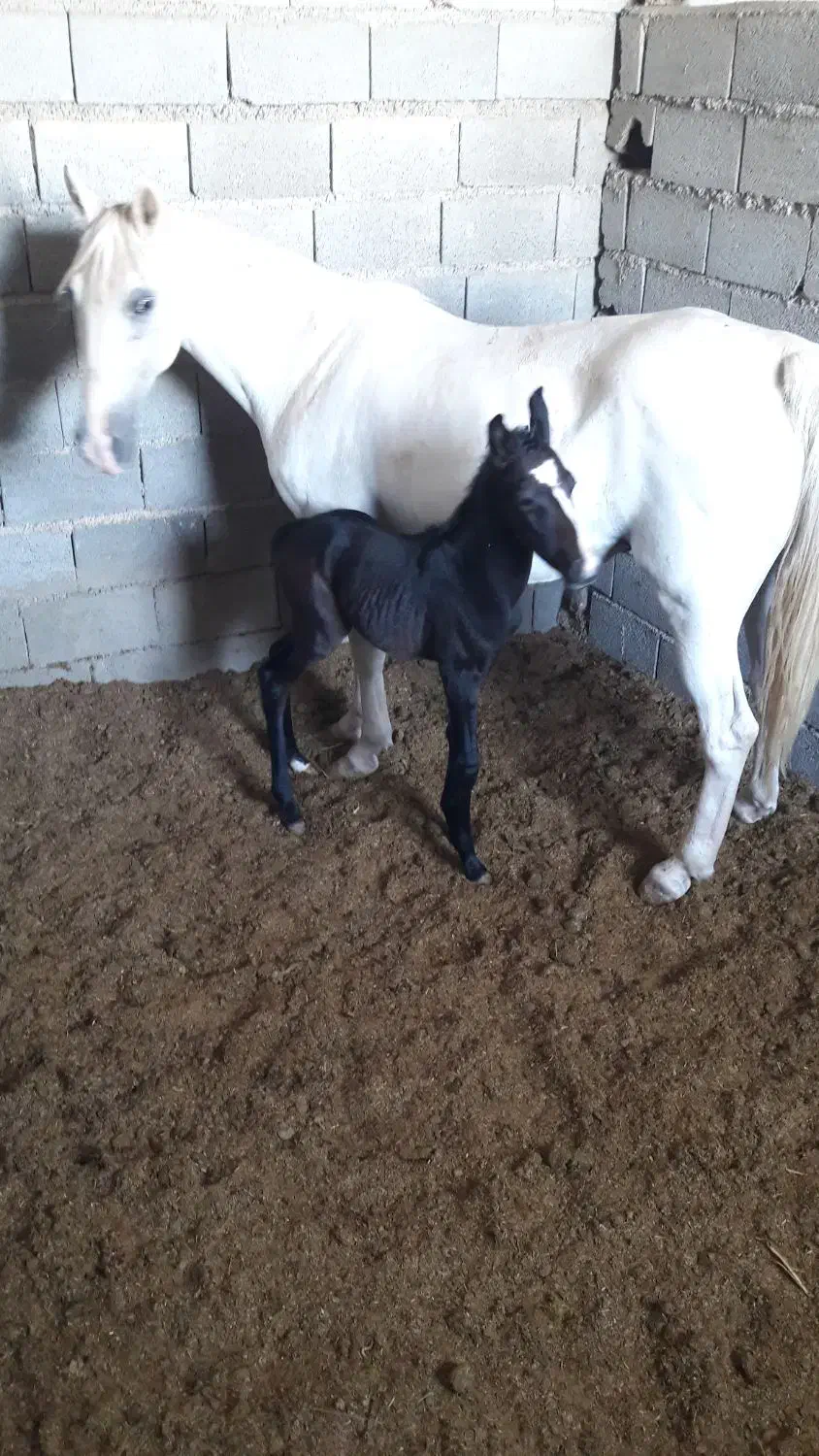 نریان۴ساله|اسب و تجهیزات اسبسواری|شیراز, سلطان آباد|دیوار