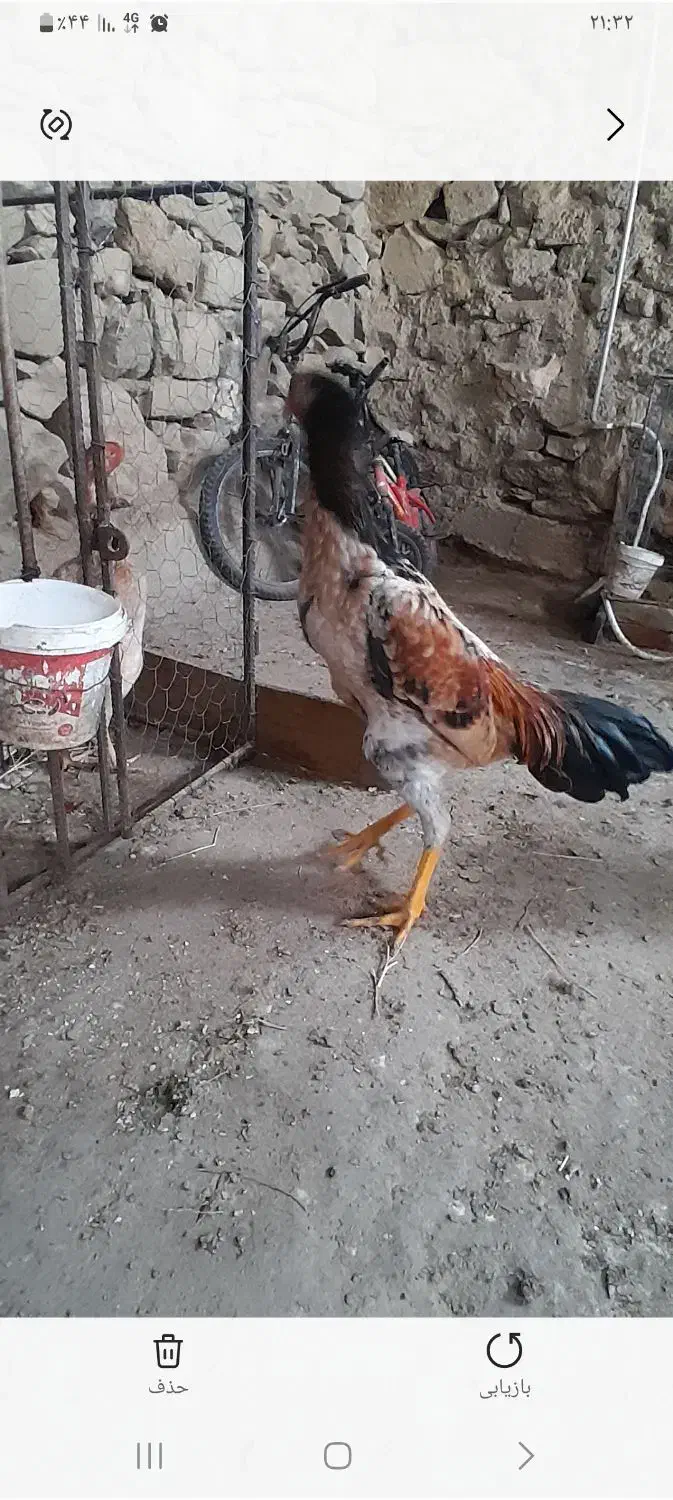 کلشیر|حیوانات|مریوان, |دیوار