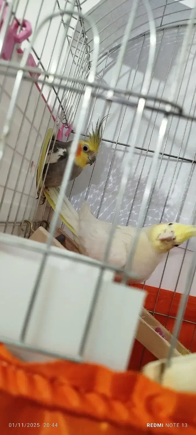 عروس هلندی|پرنده|سرپل ذهاب, |دیوار