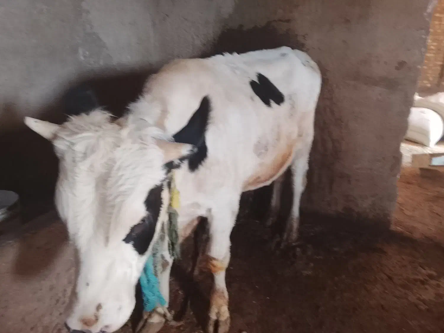 گاو نر سیصد وسی کیلویی|حیوانات مزرعه|تاکستان, |دیوار