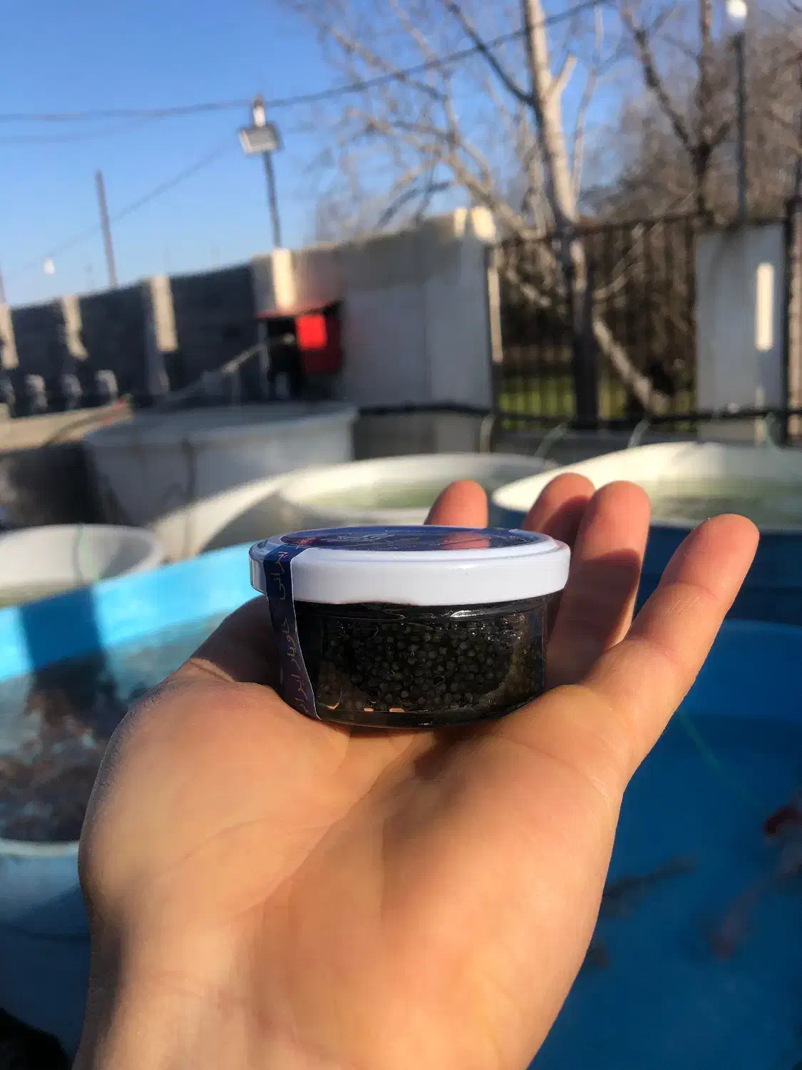 خاویار|ماهی|رشت, امین الضرب|دیوار