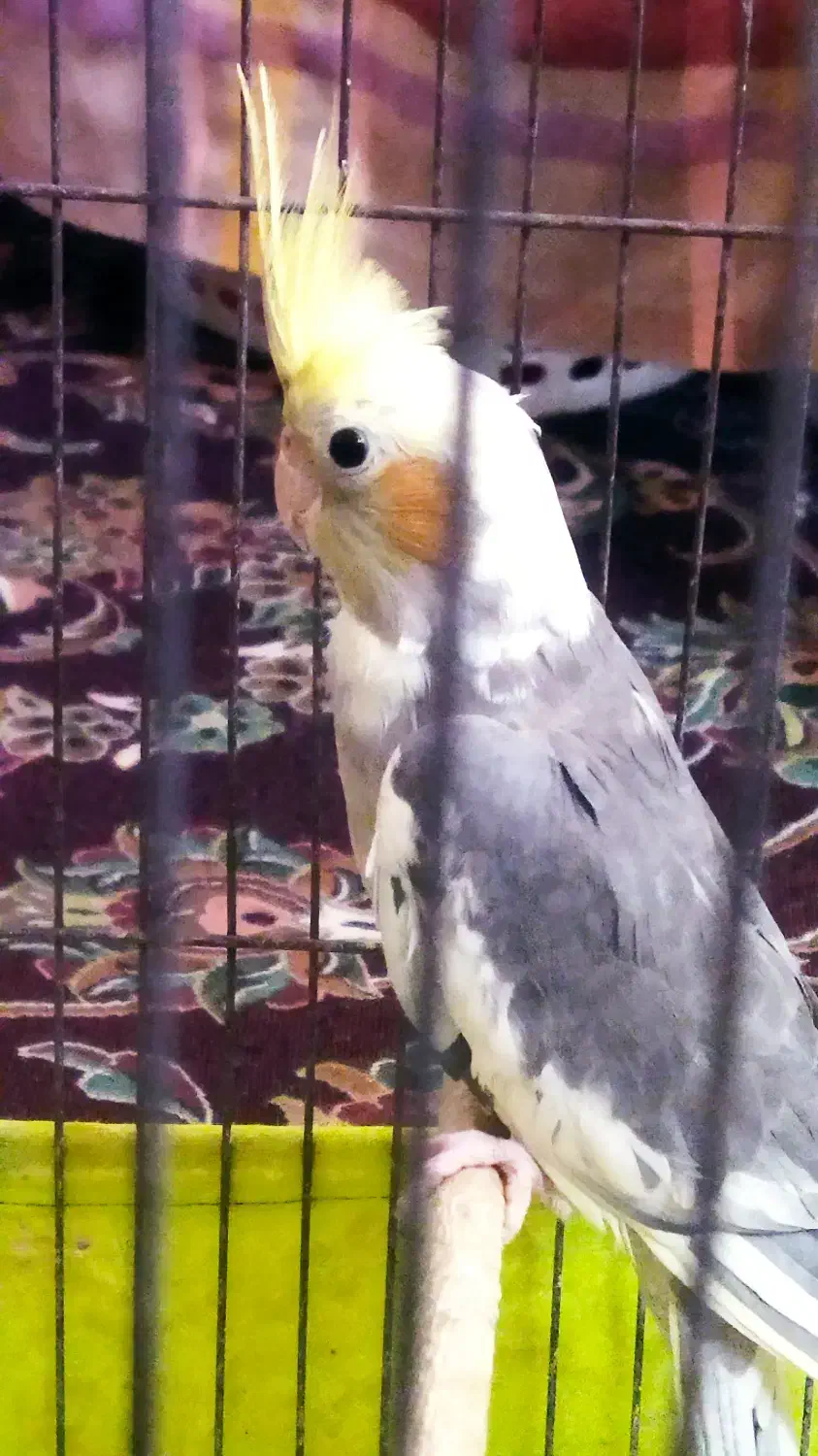 عروس هلندی|پرنده|کاشان, فین بزرگ|دیوار