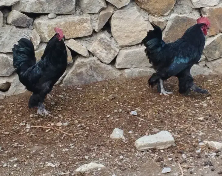 خروس مرندی|حیوانات مزرعه|جلگه ماژان, |دیوار