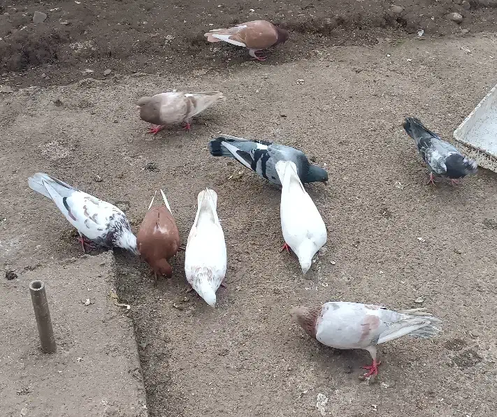 کبوتر|پرنده|املش, |دیوار